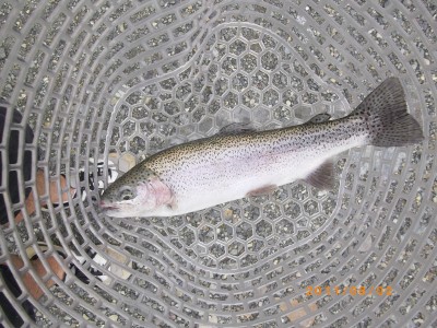 プロショップオオツカ ソルトウォーター部門 ネット通信販売 ブログ写真 2011/08/03