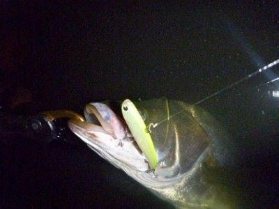 プロショップオオツカ ソルトウォーター部門 ネット通信販売 ブログ写真 2011/08/07