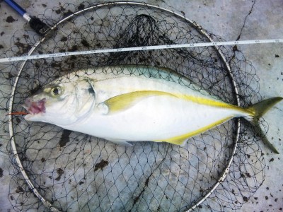 プロショップオオツカ ソルトウォーター部門 ネット通信販売 ブログ写真 2011/10/27