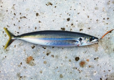 プロショップオオツカ ソルトウォーター部門 ネット通信販売 ブログ写真 2011/10/27