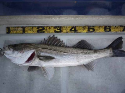 プロショップオオツカ ソルトウォーター部門 ネット通信販売 ブログ写真 2012/02/22