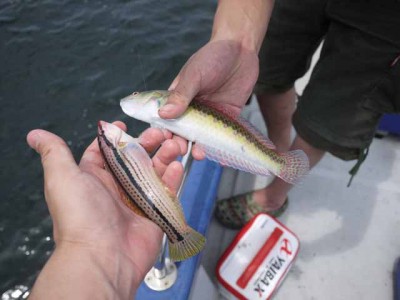 プロショップオオツカ ソルトウォーター部門 ネット通信販売 ブログ写真 2012/07/06