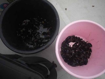 プロショップオオツカ ソルトウォーター部門 ネット通信販売 ブログ写真 2012/07/06