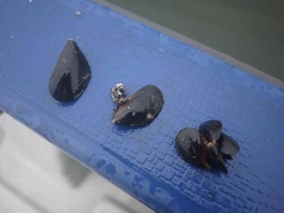 プロショップオオツカ ソルトウォーター部門 ネット通信販売 ブログ写真 2012/07/06