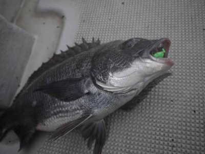 プロショップオオツカ ソルトウォーター部門 ネット通信販売 ブログ写真 2012/07/06