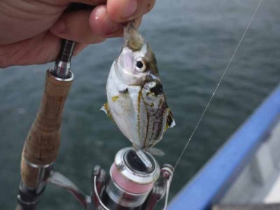 プロショップオオツカ ソルトウォーター部門 ネット通信販売 ブログ写真 2012/07/06