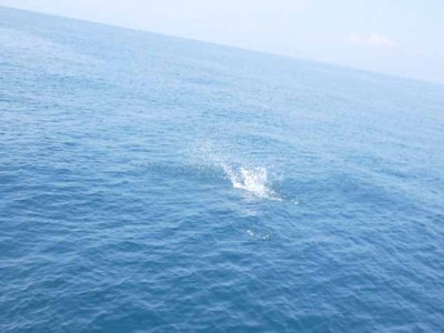 プロショップオオツカ ソルトウォーター部門 ネット通信販売 ブログ写真 2012/07/11