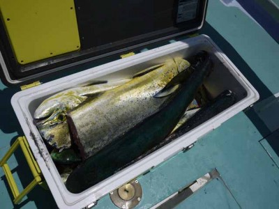 プロショップオオツカ ソルトウォーター部門 ネット通信販売 ブログ写真 2012/07/11