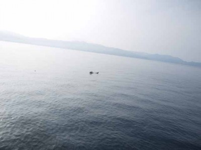 プロショップオオツカ ソルトウォーター部門 ネット通信販売 ブログ写真 2012/07/11