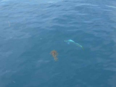 プロショップオオツカ ソルトウォーター部門 ネット通信販売 ブログ写真 2012/07/11