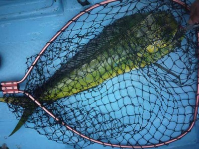 プロショップオオツカ ソルトウォーター部門 ネット通信販売 ブログ写真 2012/07/29