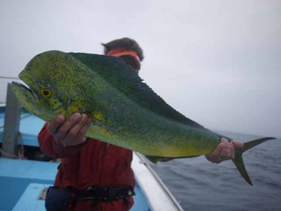 プロショップオオツカ ソルトウォーター部門 ネット通信販売 ブログ写真 2012/07/29