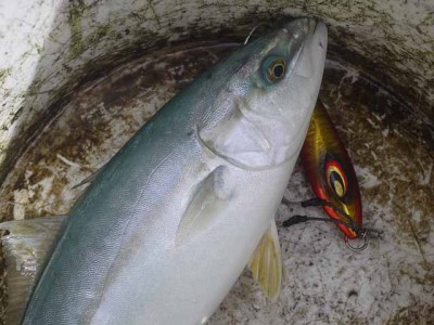 プロショップオオツカ ソルトウォーター部門 ネット通信販売 ブログ写真 2012/09/20