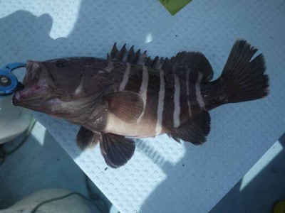 プロショップオオツカ ソルトウォーター部門 ネット通信販売 ブログ写真 2012/09/20