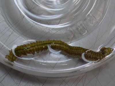 プロショップオオツカ ソルトウォーター部門 ネット通信販売 ブログ写真 2012/09/21