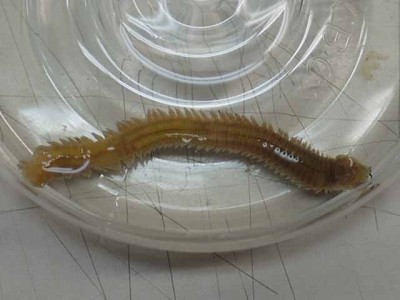 プロショップオオツカ ソルトウォーター部門 ネット通信販売 ブログ写真 2012/09/21