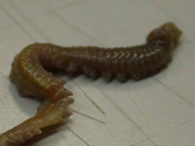 プロショップオオツカ ソルトウォーター部門 ネット通信販売 ブログ写真 2012/09/21