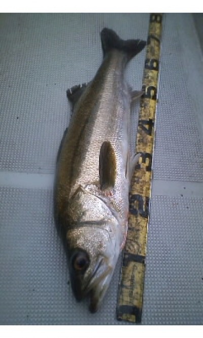 プロショップオオツカ ソルトウォーター部門 ネット通信販売 ブログ写真 2012/09/21