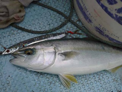 プロショップオオツカ ソルトウォーター部門 ネット通信販売 ブログ写真 2012/10/05