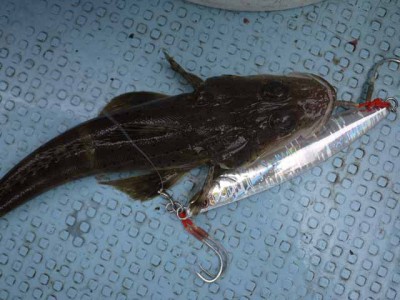 プロショップオオツカ ソルトウォーター部門 ネット通信販売 ブログ写真 2012/10/05