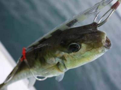 プロショップオオツカ ソルトウォーター部門 ネット通信販売 ブログ写真 2012/10/05