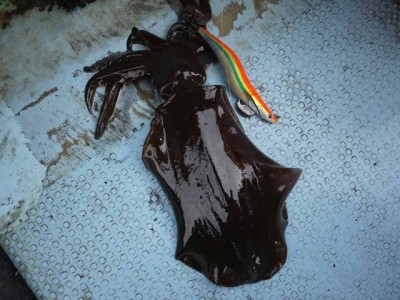 プロショップオオツカ ソルトウォーター部門 ネット通信販売 ブログ写真 2012/10/05