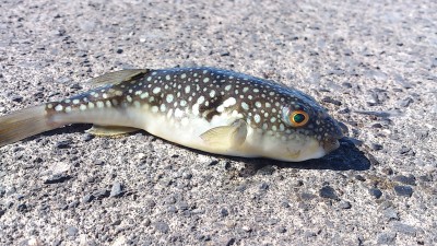 プロショップオオツカ ソルトウォーター部門 ネット通信販売 ブログ写真 2012/10/28