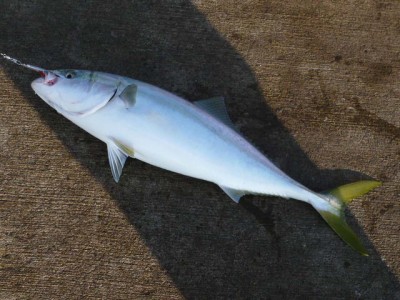 プロショップオオツカ ソルトウォーター部門 ネット通信販売 ブログ写真 2012/10/28