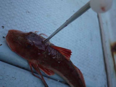 プロショップオオツカ ソルトウォーター部門 ネット通信販売 ブログ写真 2013/01/09