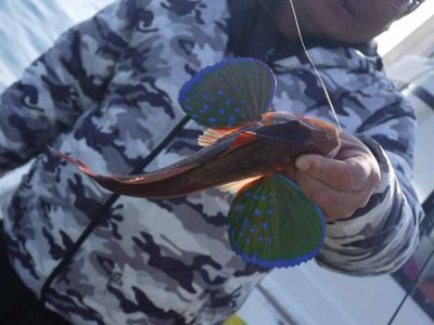 プロショップオオツカ ソルトウォーター部門 ネット通信販売 ブログ写真 2013/01/09