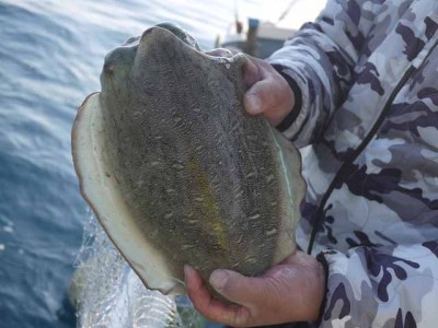 プロショップオオツカ ソルトウォーター部門 ネット通信販売 ブログ写真 2013/01/09