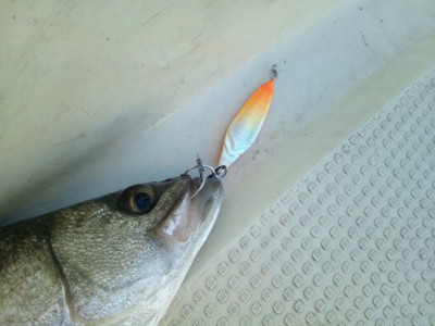 プロショップオオツカ ソルトウォーター部門 ネット通信販売 ブログ写真 2013/01/30