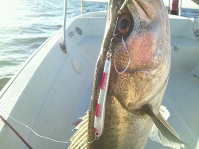 プロショップオオツカ ソルトウォーター部門 ネット通信販売 ブログ写真 2013/01/30