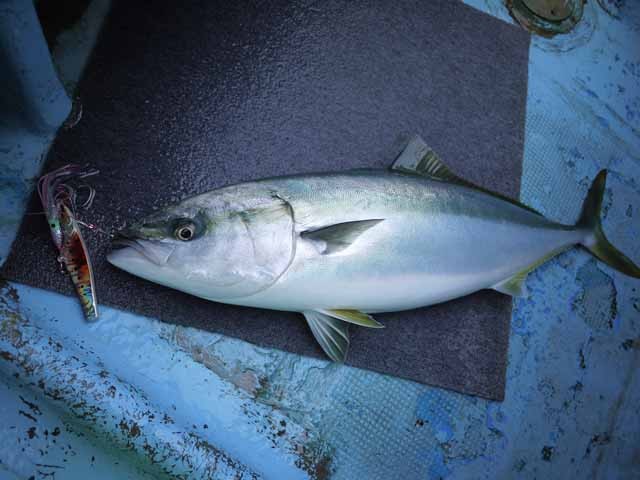 プロショップオオツカ ソルトウォーター部門 ネット通信販売 ブログ写真 2013/04/24