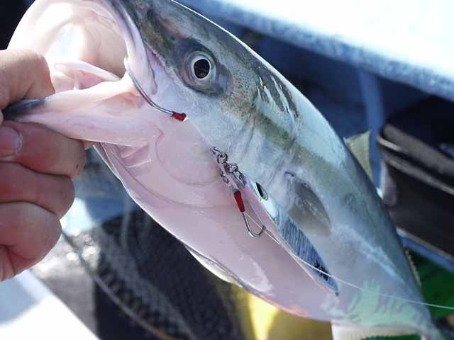 プロショップオオツカ ソルトウォーター部門 ネット通信販売 ブログ写真 2013/04/24