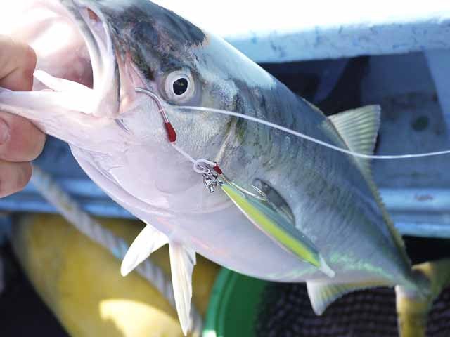 プロショップオオツカ ソルトウォーター部門 ネット通信販売 ブログ写真 2013/04/24