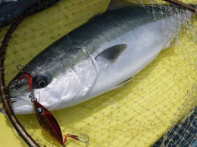 プロショップオオツカ ソルトウォーター部門 ネット通信販売 ブログ写真 2013/04/24