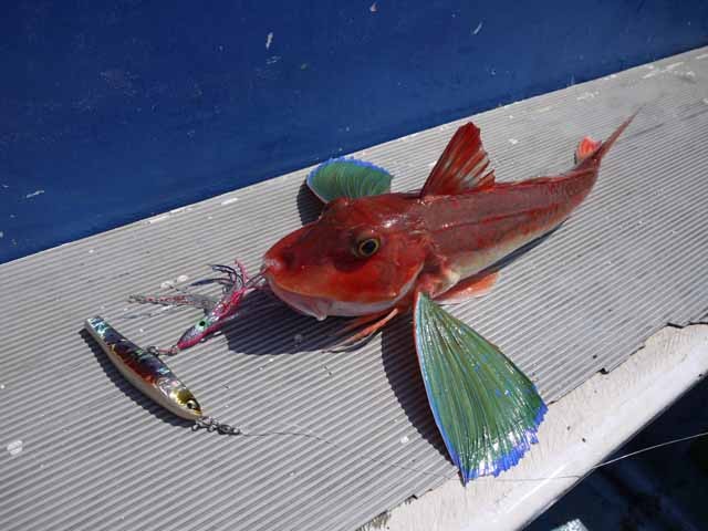 プロショップオオツカ ソルトウォーター部門 ネット通信販売 ブログ写真 2013/04/24