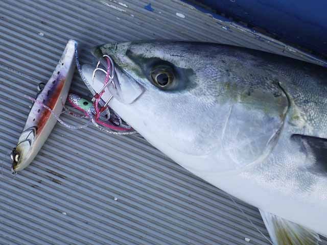 プロショップオオツカ ソルトウォーター部門 ネット通信販売 ブログ写真 2013/05/03