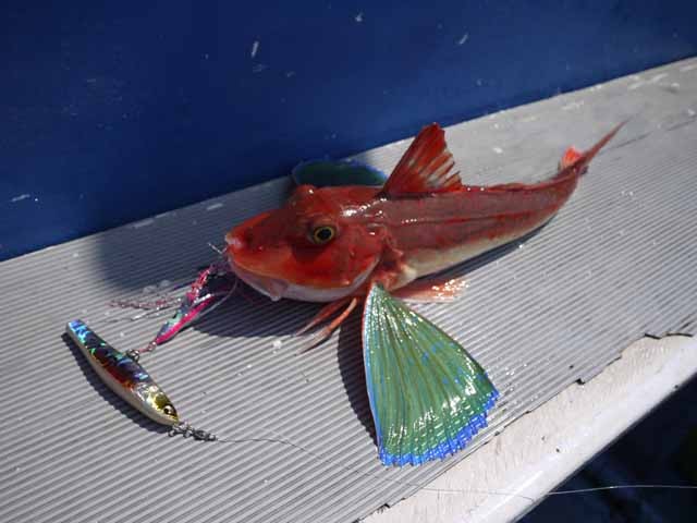 プロショップオオツカ ソルトウォーター部門 ネット通信販売 ブログ写真 2013/05/03