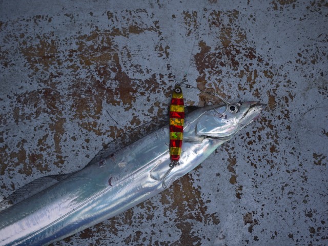 プロショップオオツカ ソルトウォーター部門 ネット通信販売 ブログ写真 2013/06/29