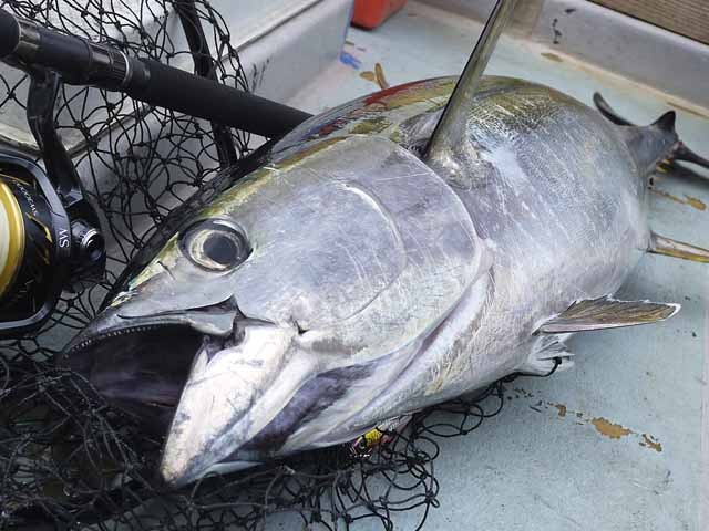 プロショップオオツカ ソルトウォーター部門 ネット通信販売 ブログ写真 2013/07/17