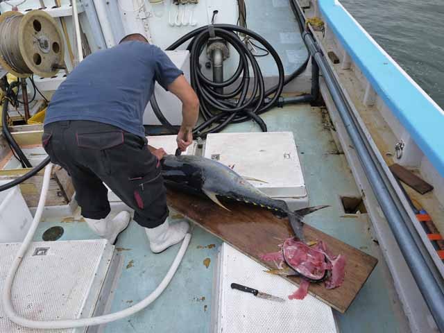 プロショップオオツカ ソルトウォーター部門 ネット通信販売 ブログ写真 2013/07/17