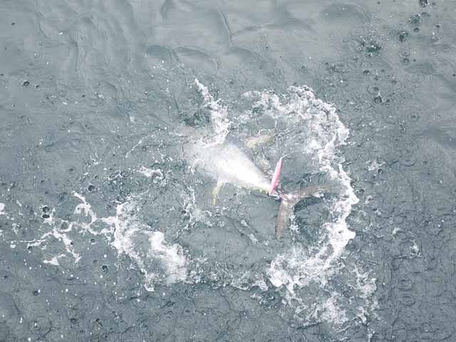 プロショップオオツカ ソルトウォーター部門 ネット通信販売 ブログ写真 2013/07/17