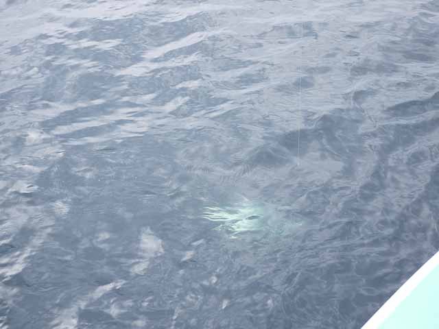 プロショップオオツカ ソルトウォーター部門 ネット通信販売 ブログ写真 2013/07/17