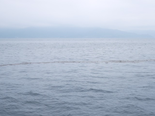 プロショップオオツカ ソルトウォーター部門 ネット通信販売 ブログ写真 2013/07/22