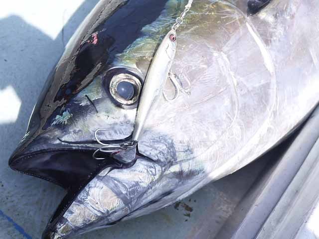 プロショップオオツカ ソルトウォーター部門 ネット通信販売 ブログ写真 2013/08/21