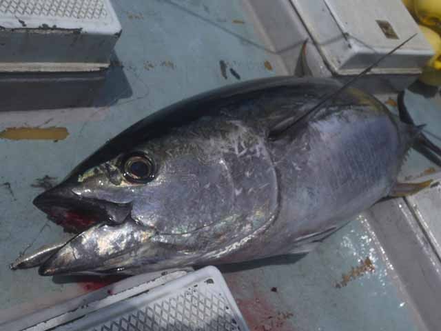 プロショップオオツカ ソルトウォーター部門 ネット通信販売 ブログ写真 2013/08/21