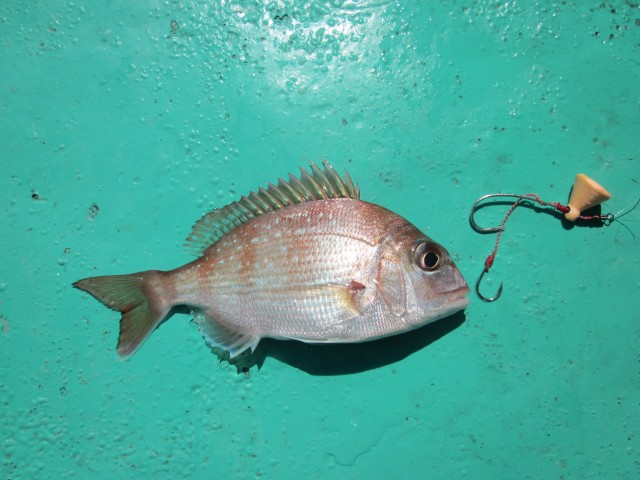 プロショップオオツカ ソルトウォーター部門 ネット通信販売 ブログ写真 2013/09/22