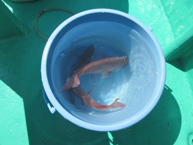 プロショップオオツカ ソルトウォーター部門 ネット通信販売 ブログ写真 2013/09/22